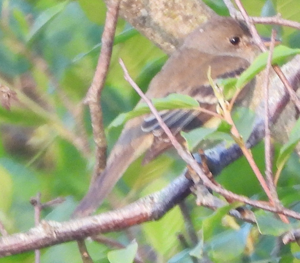 Willow Flycatcher - ML620601538