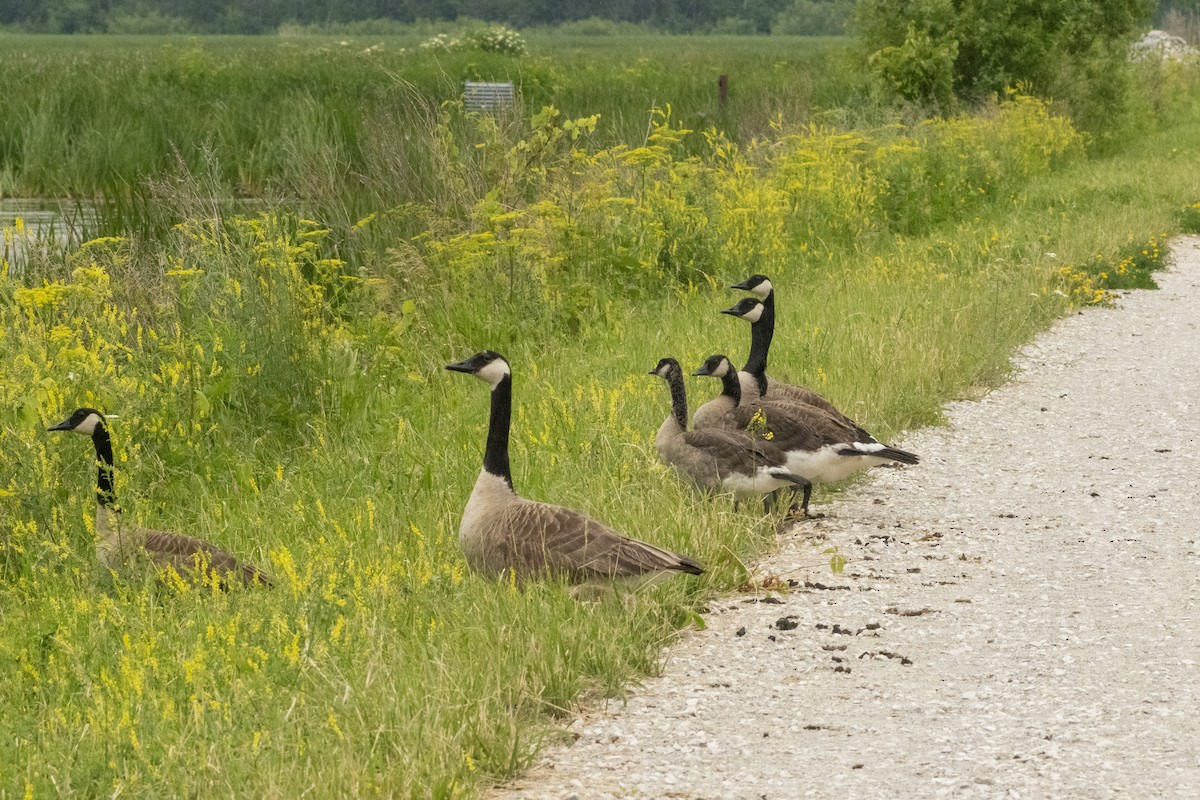 Canada Goose - ML620601539