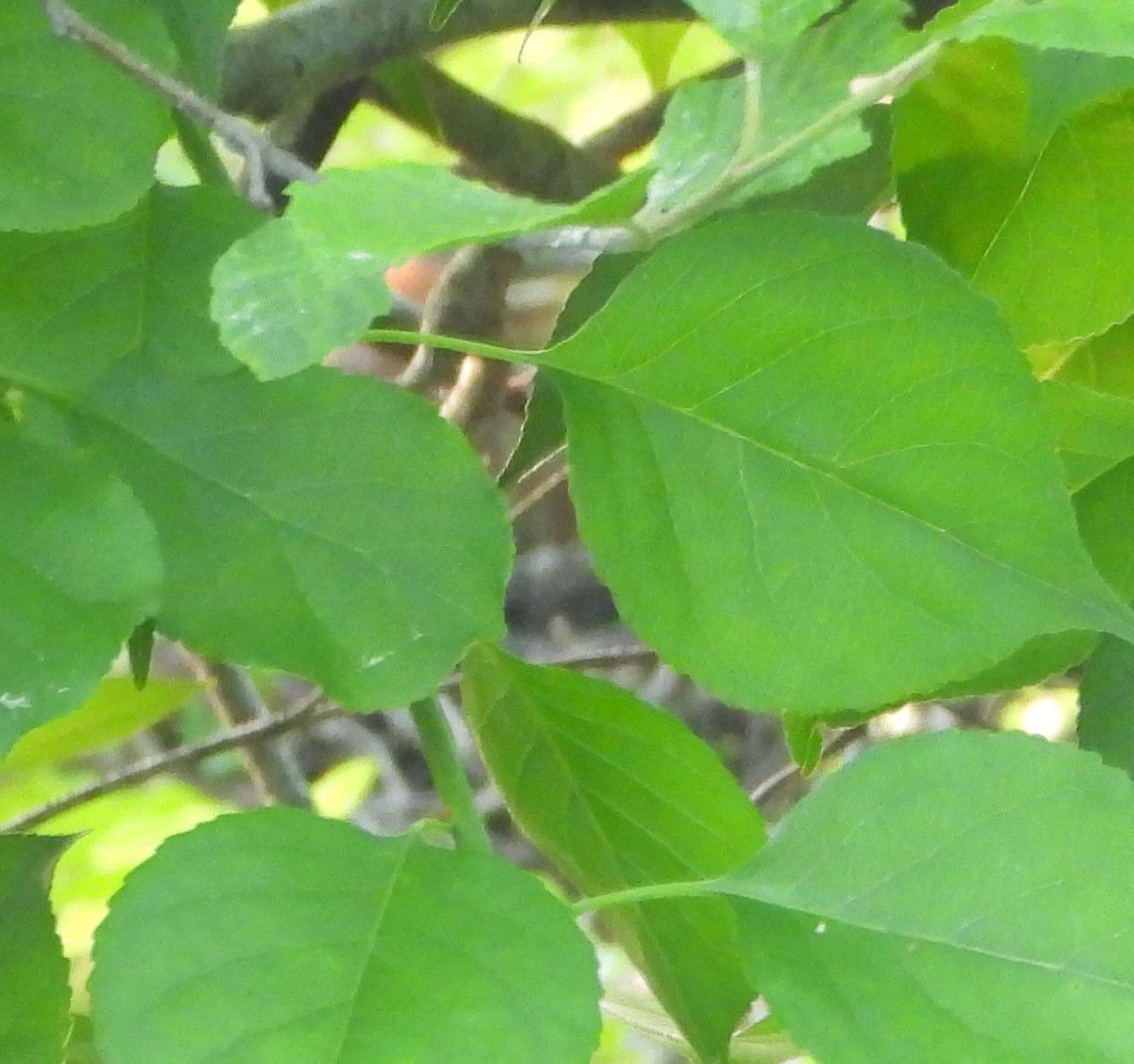 Green Heron - ML620601544