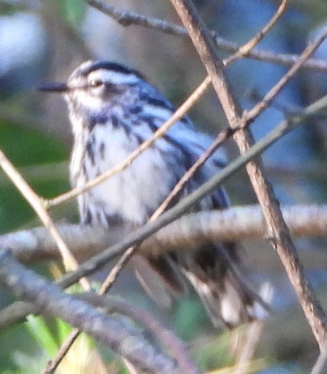 Black-and-white Warbler - ML620601548