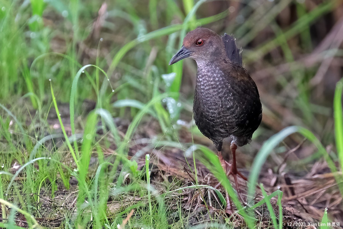 Ruddy-breasted Crake - ML620601550