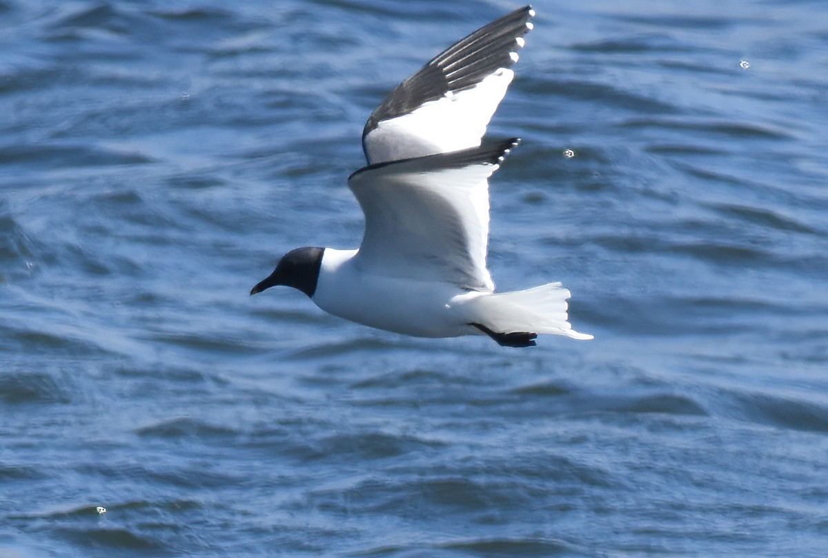 Sabine's Gull - ML620601553