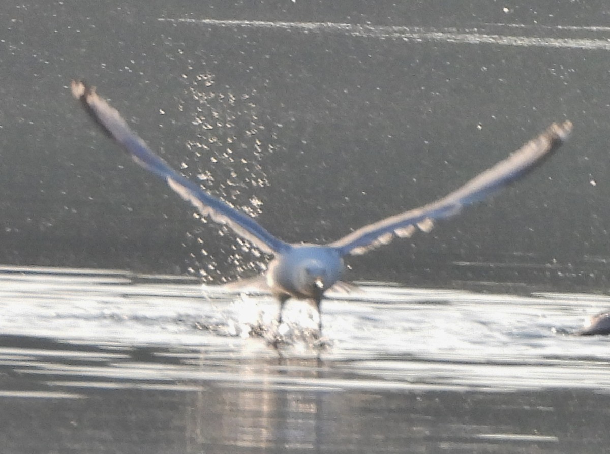 Herring Gull - alan murray