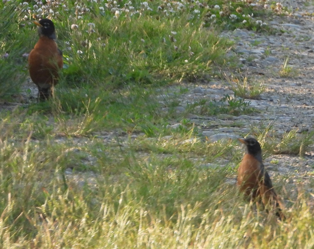 American Robin - alan murray