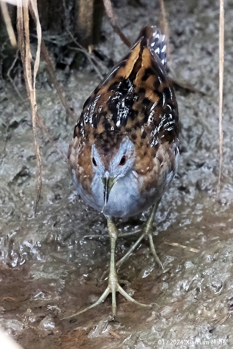 Baillon's Crake - ML620601558