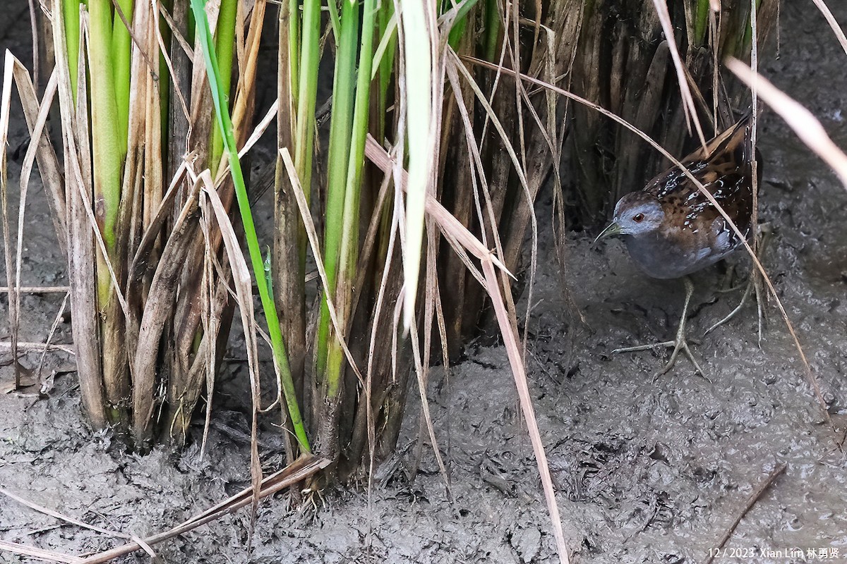 Baillon's Crake - ML620601560