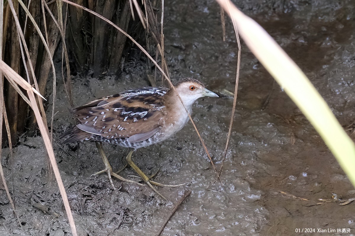 Baillon's Crake - ML620601562