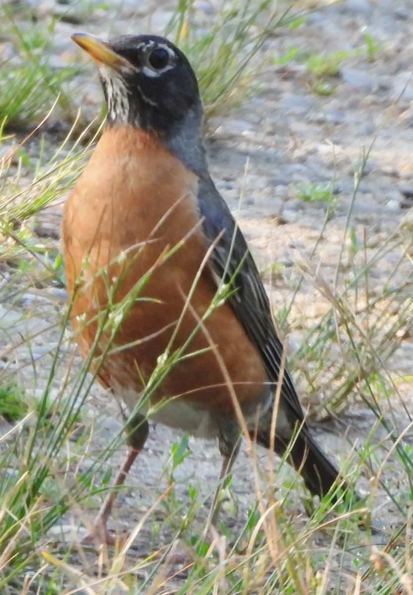 American Robin - ML620601563