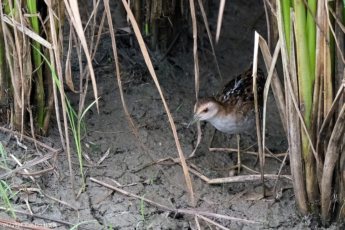 Baillon's Crake - ML620601565