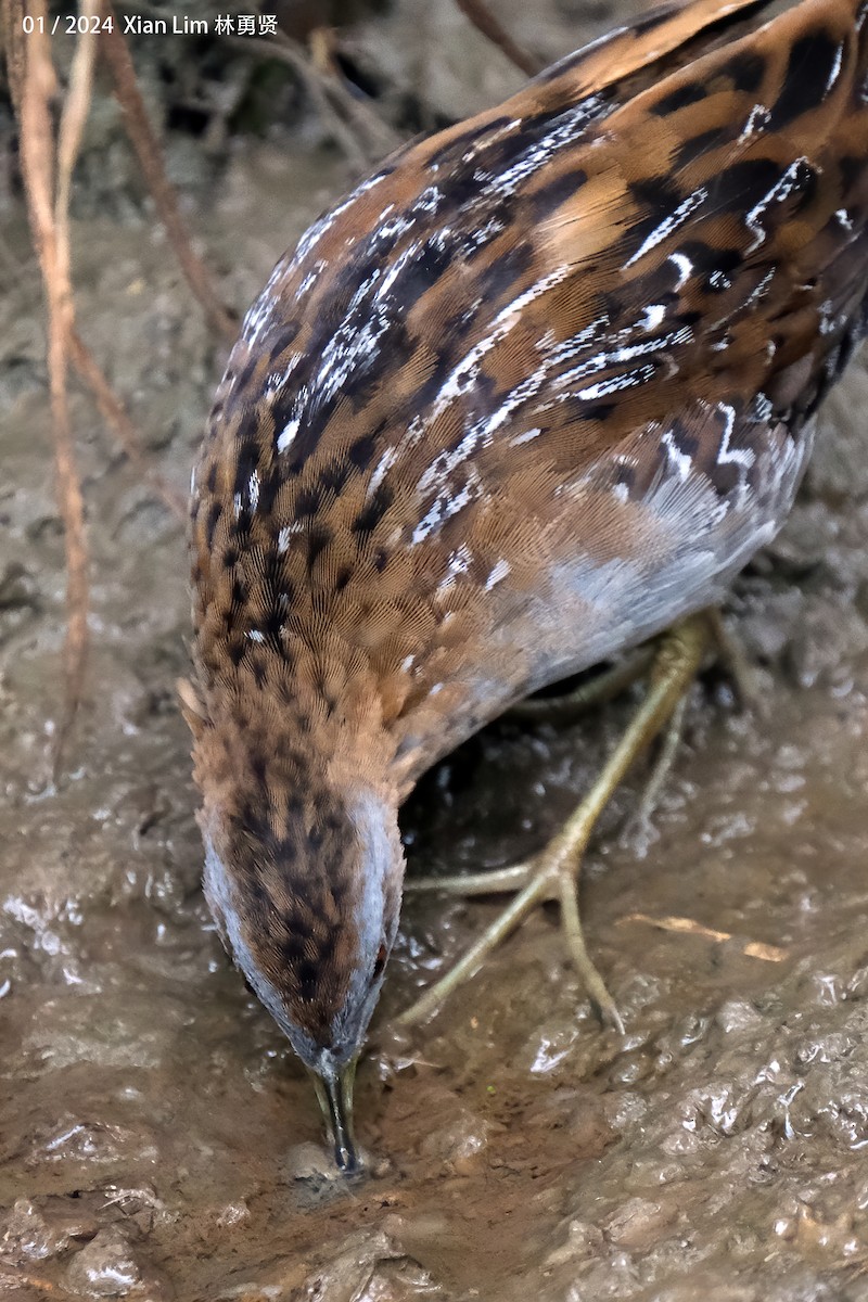 Baillon's Crake - ML620601566