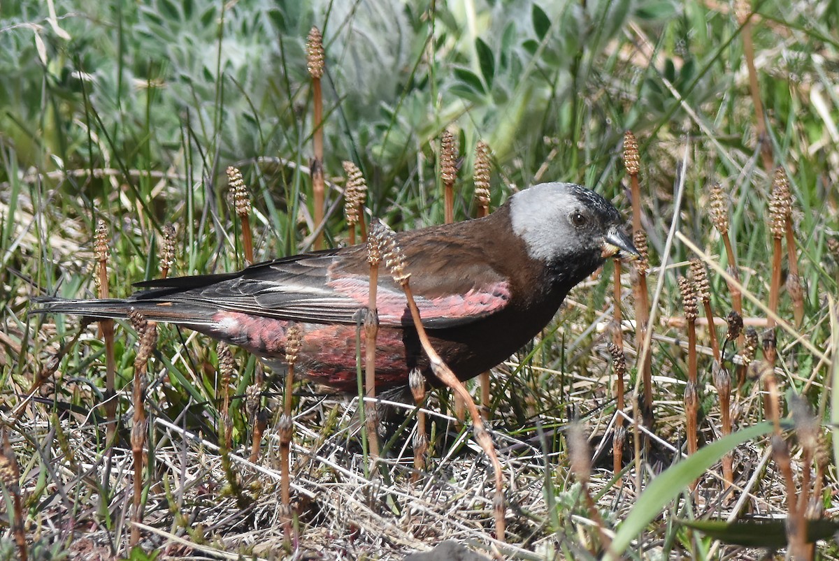 Gray-crowned Rosy-Finch (Pribilof Is.) - ML620601568