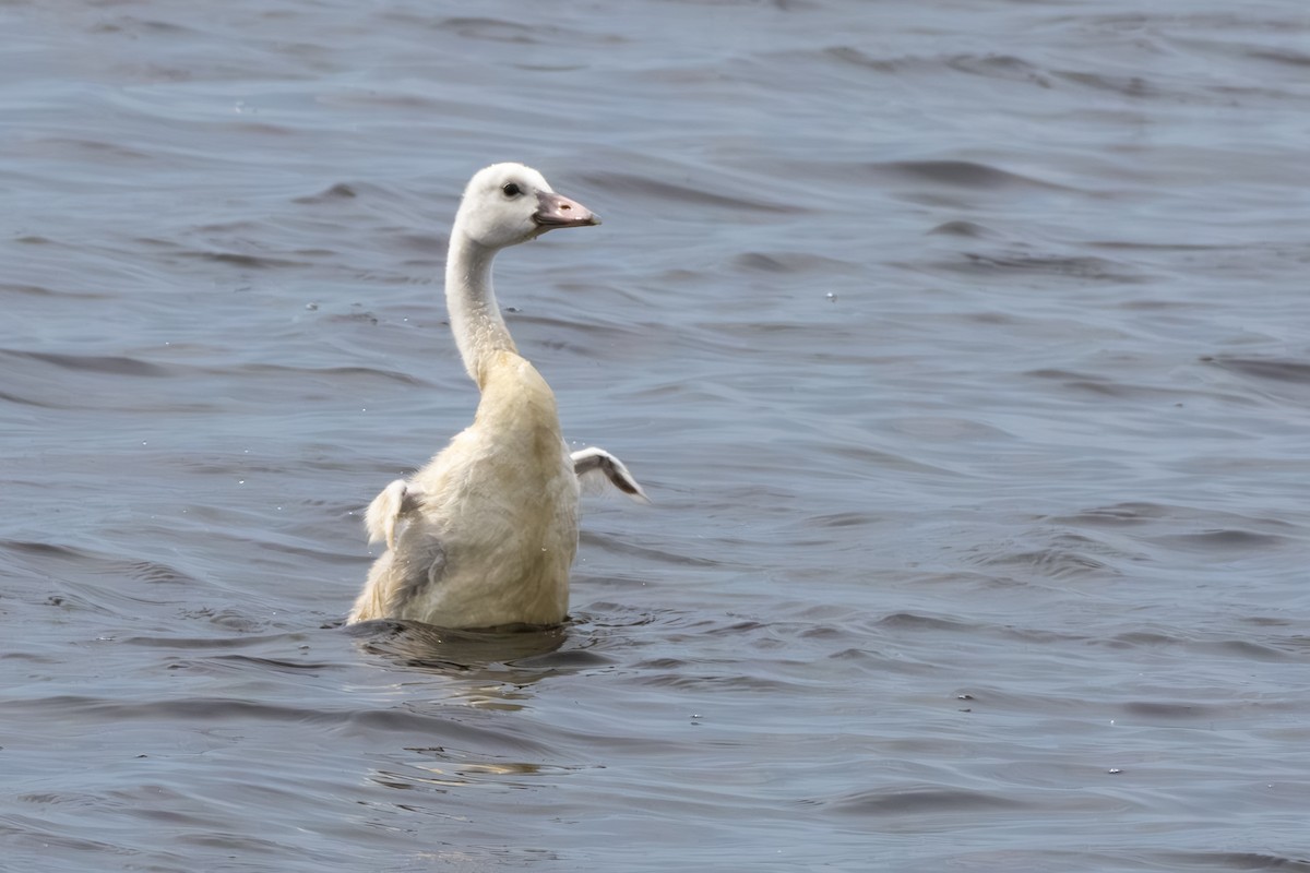 Trumpeter Swan - ML620601571