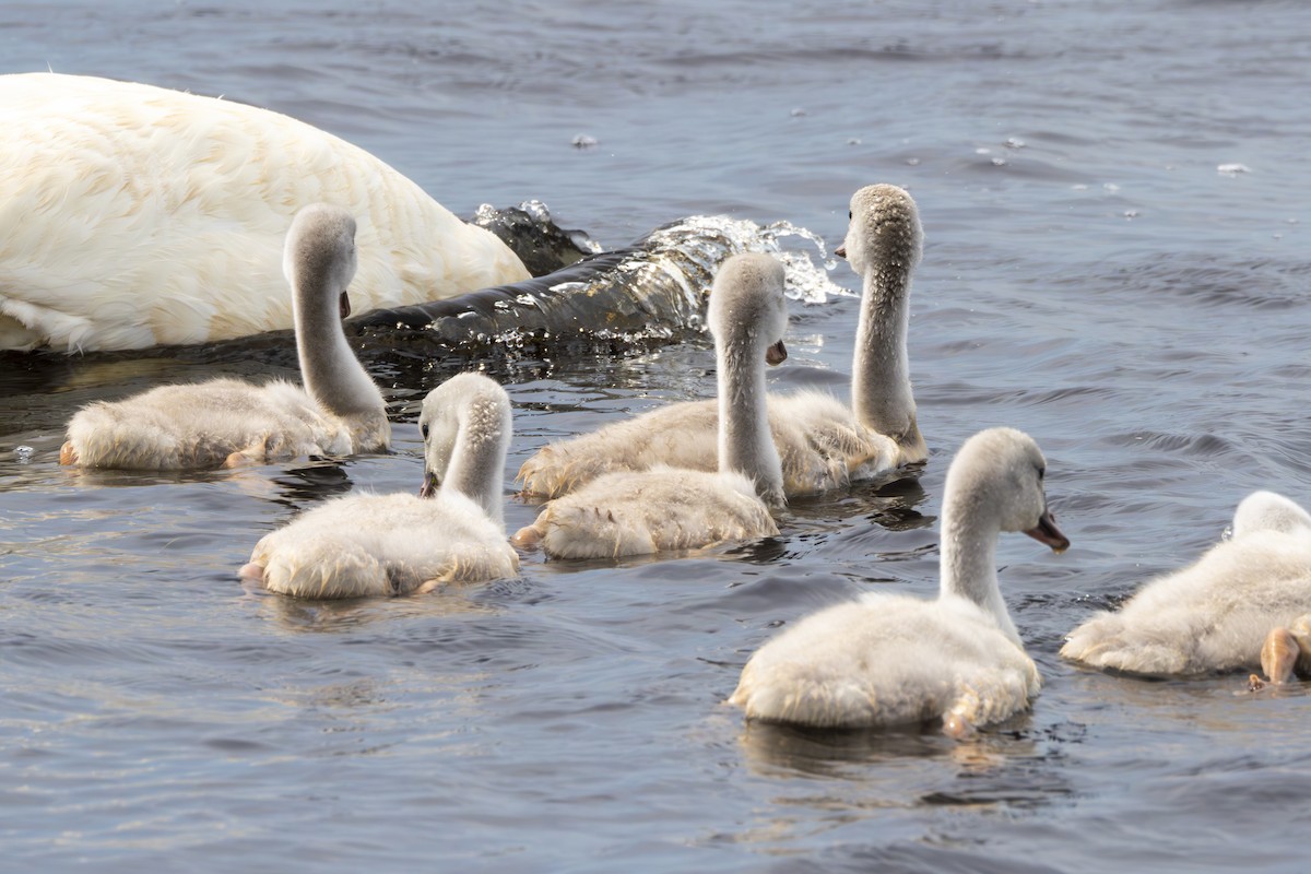 Trumpeter Swan - ML620601574