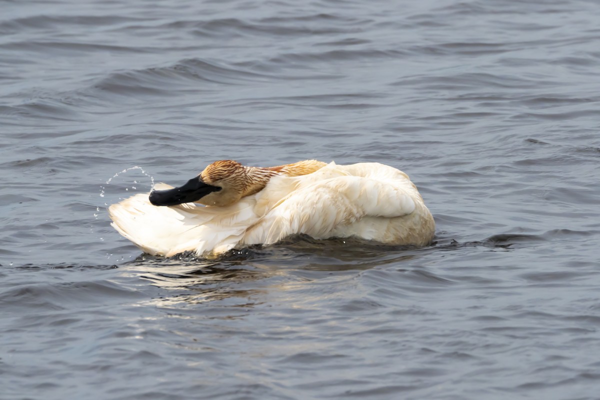 Trumpeter Swan - ML620601576