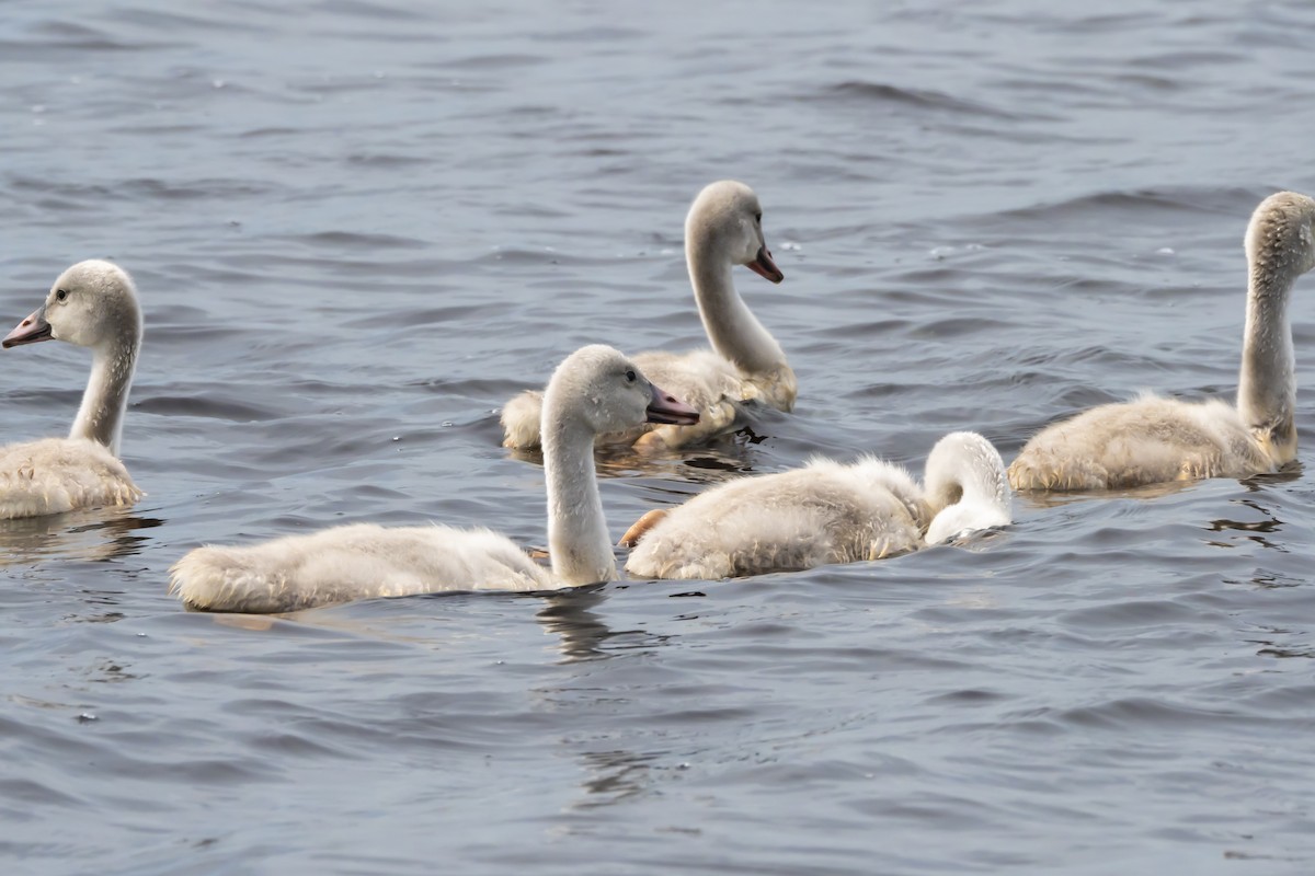 Trumpeter Swan - ML620601577