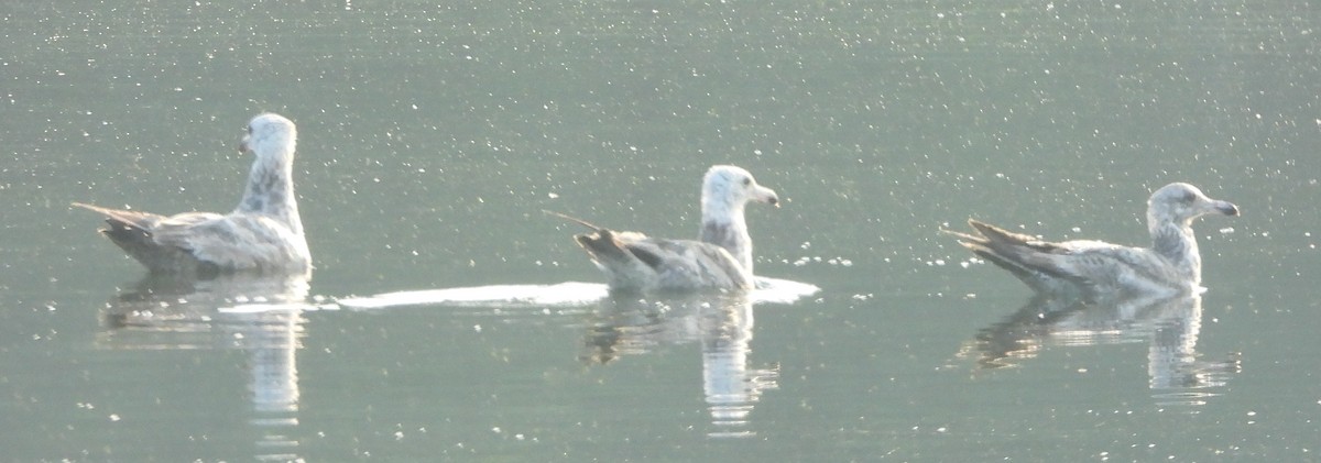 Herring Gull - ML620601579