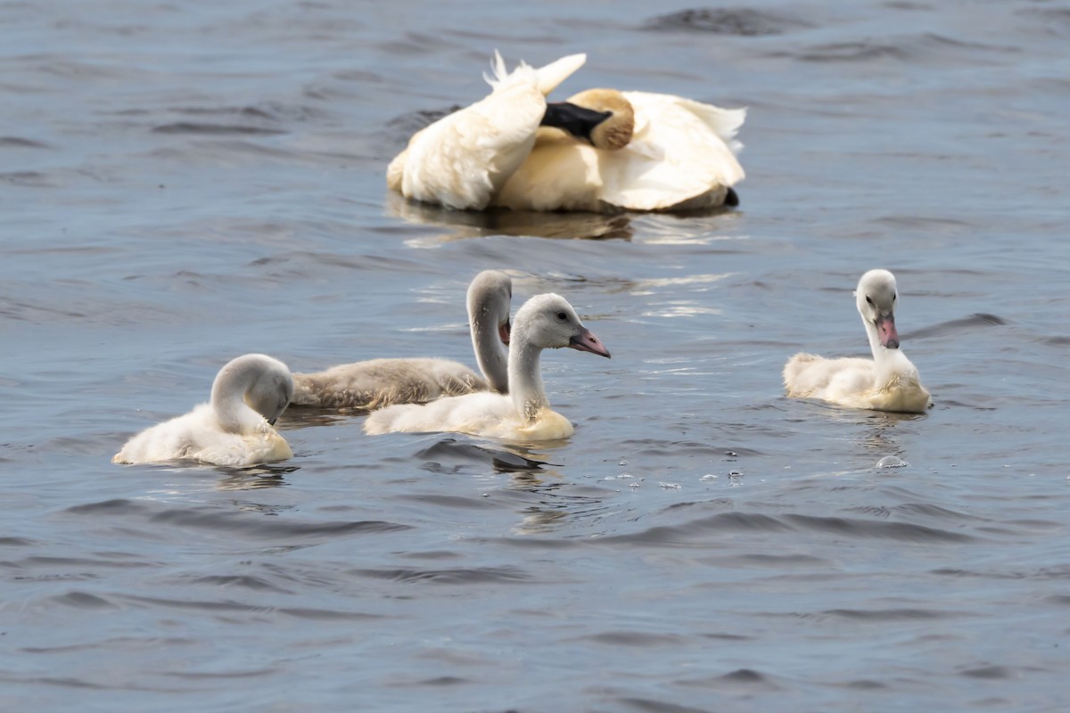 Trumpeter Swan - ML620601580