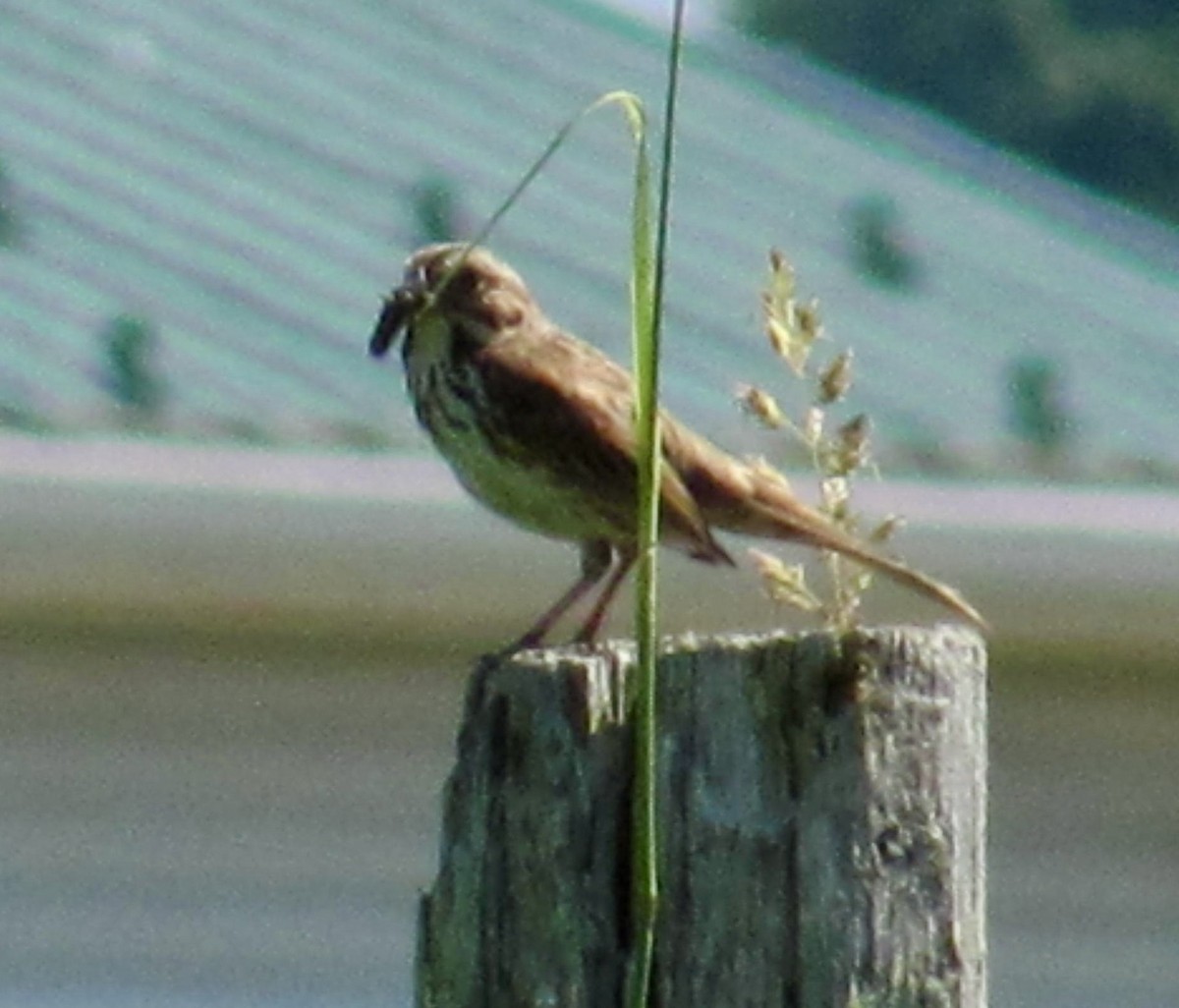 Song Sparrow - ML620601583