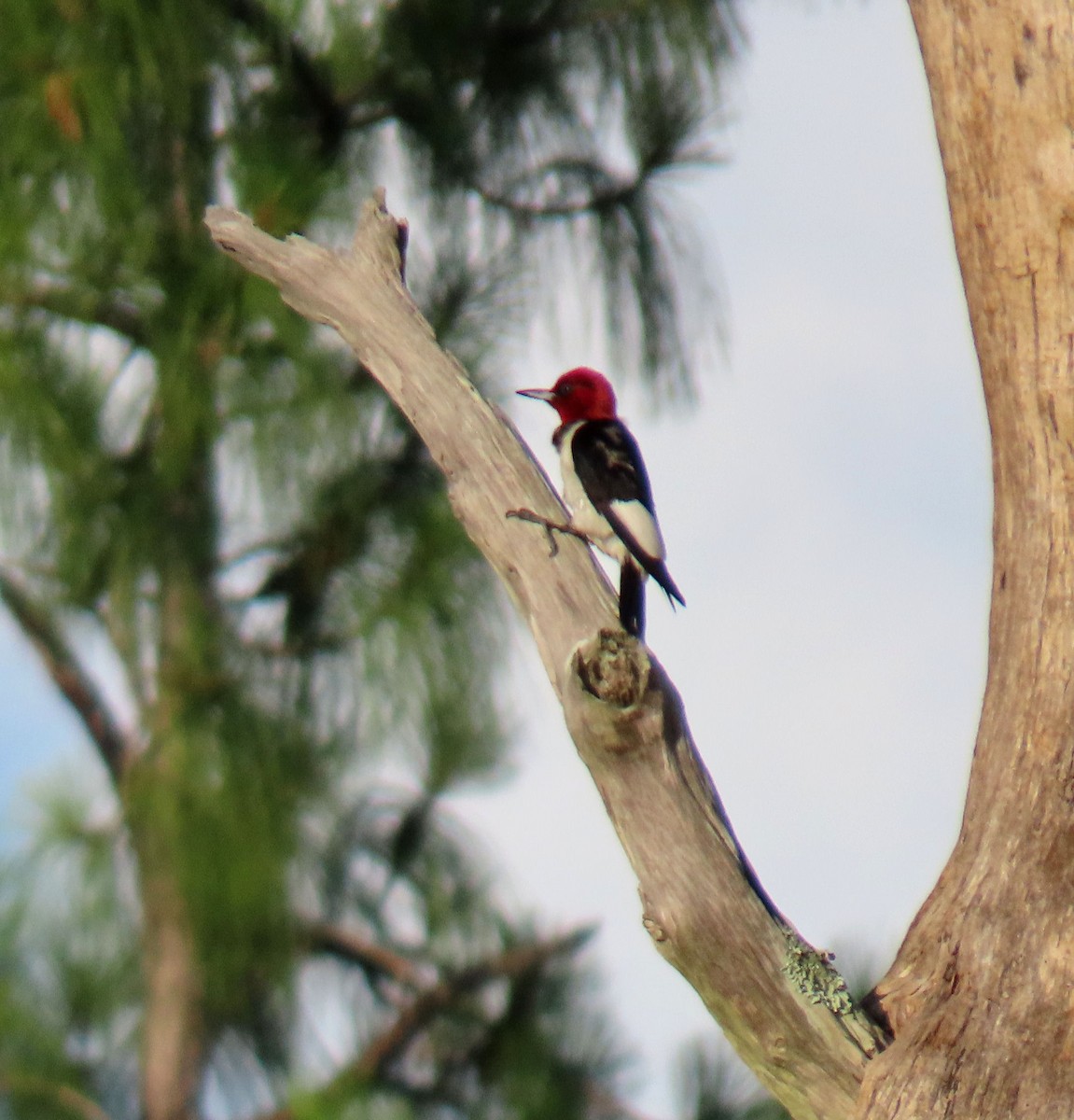 Red-headed Woodpecker - Monica Higgins