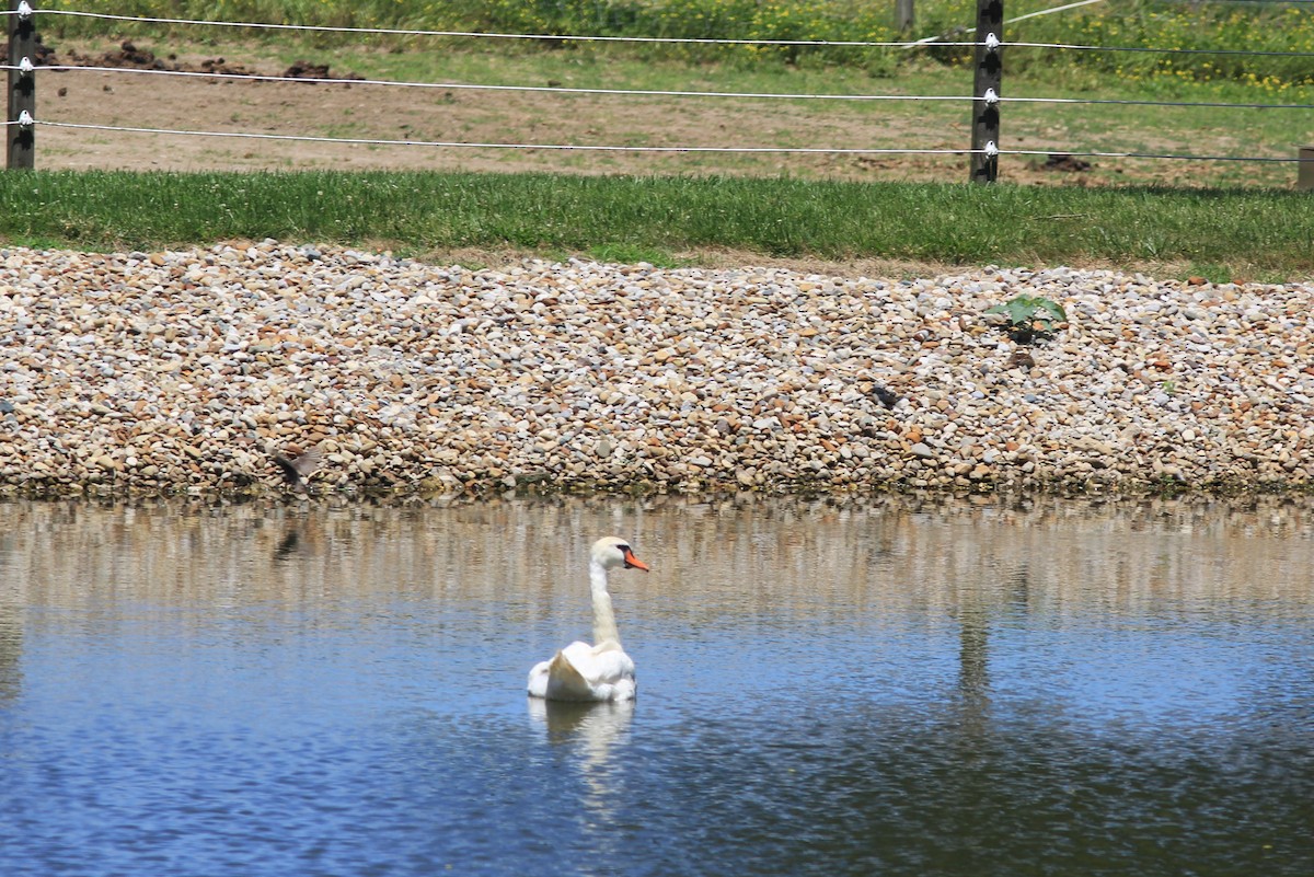 Mute Swan - ML620601588