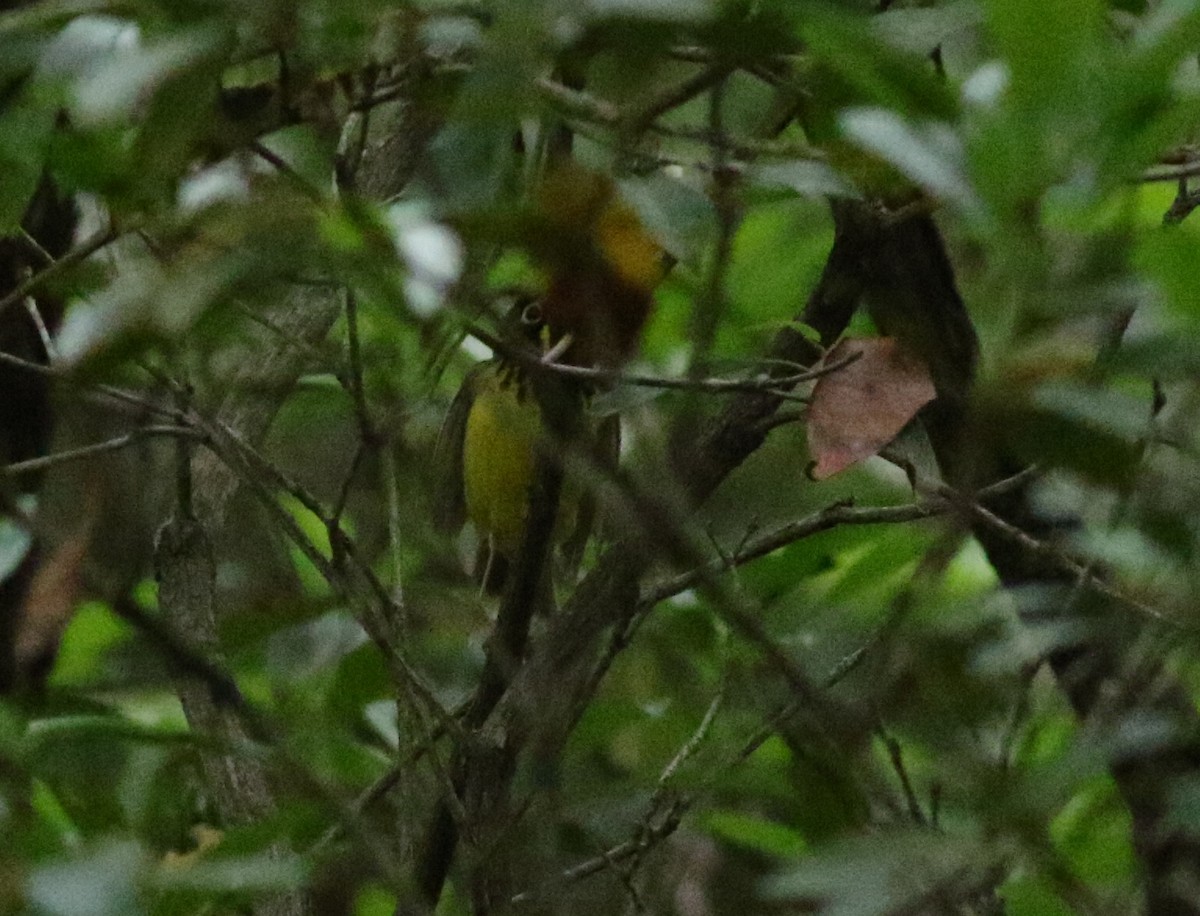 Canada Warbler - ML620601590