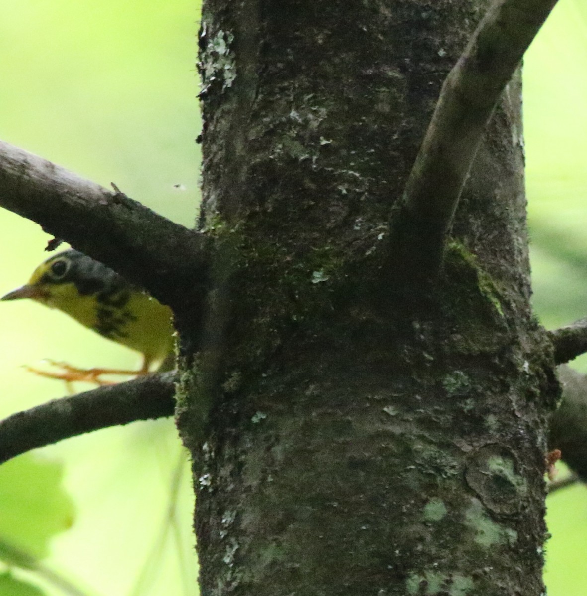 Canada Warbler - Joe Gyekis