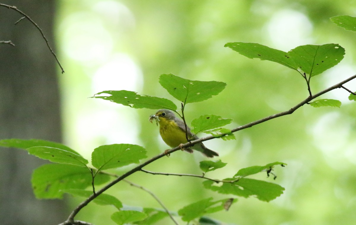 Canada Warbler - ML620601594