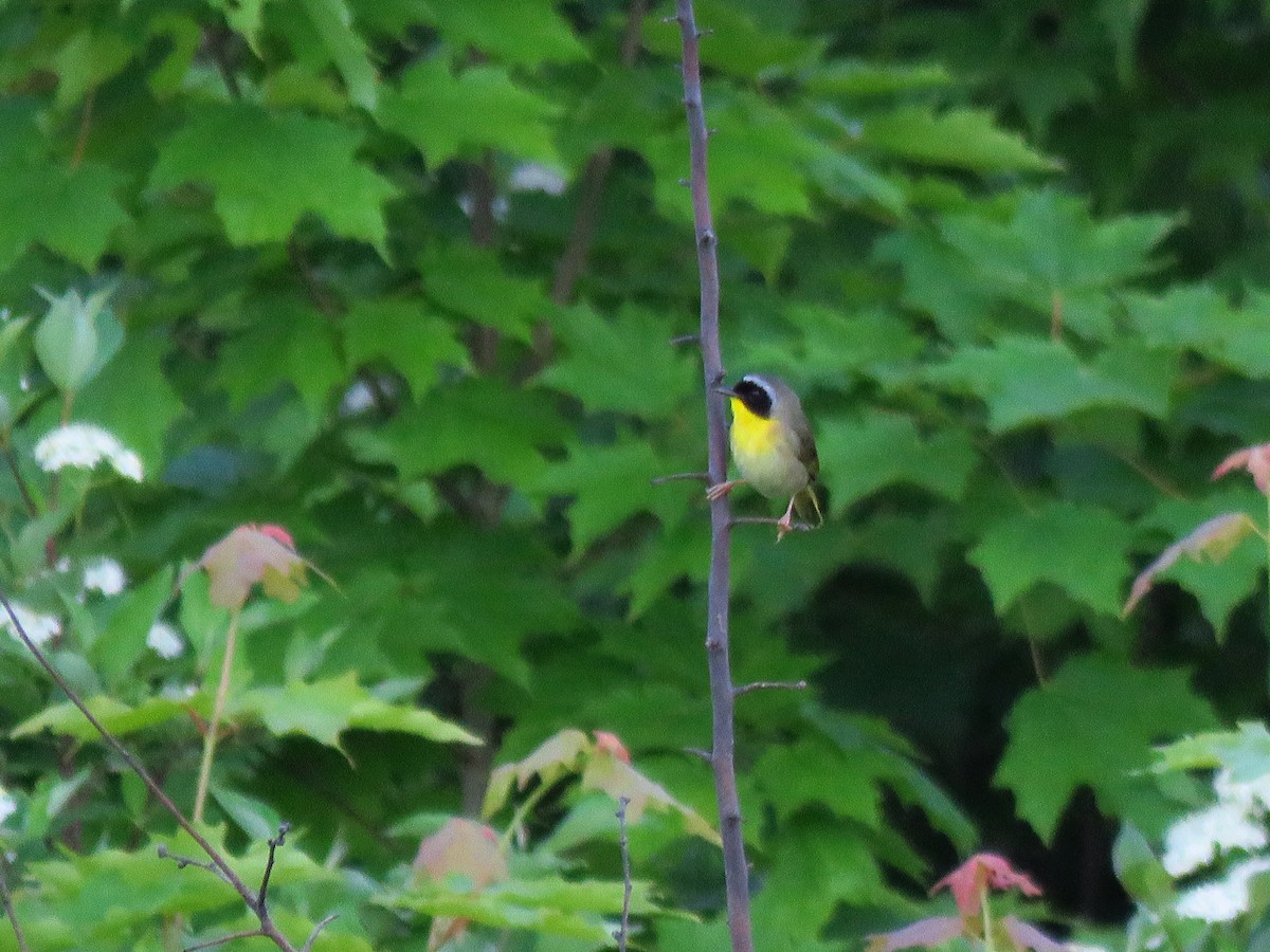 Common Yellowthroat - ML620601595