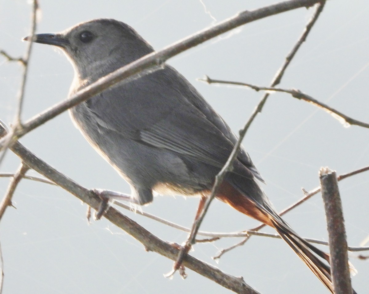 ימימן אמריקני - ML620601605