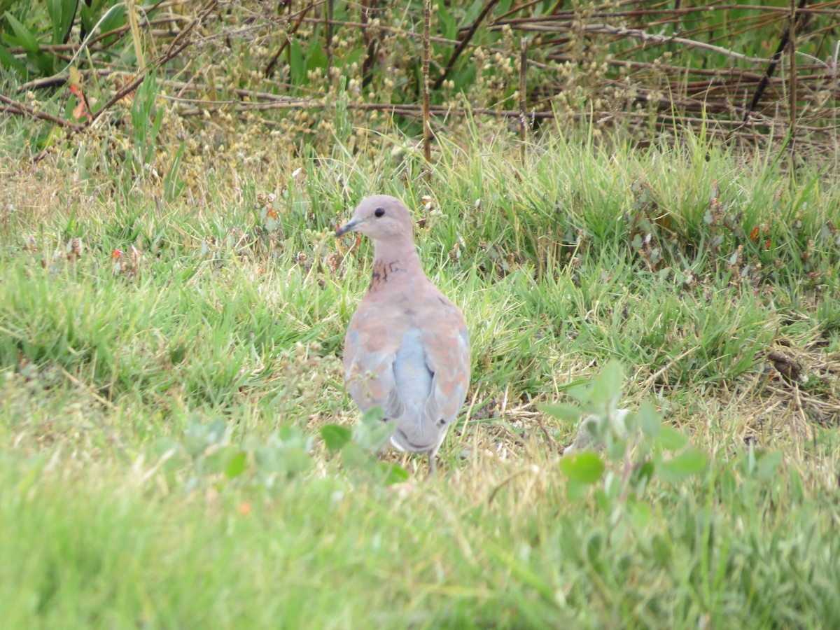 Laughing Dove - ML620601606