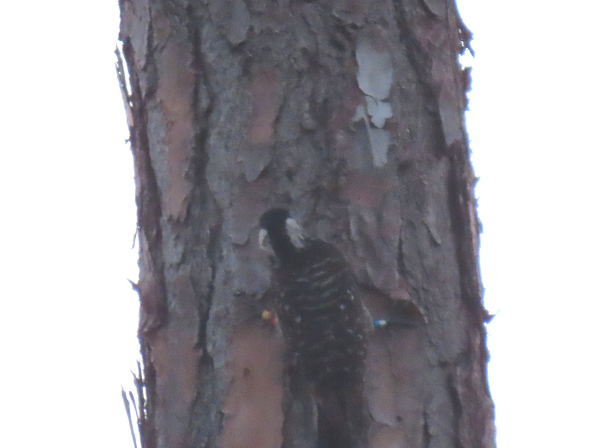 Red-cockaded Woodpecker - ML620601607