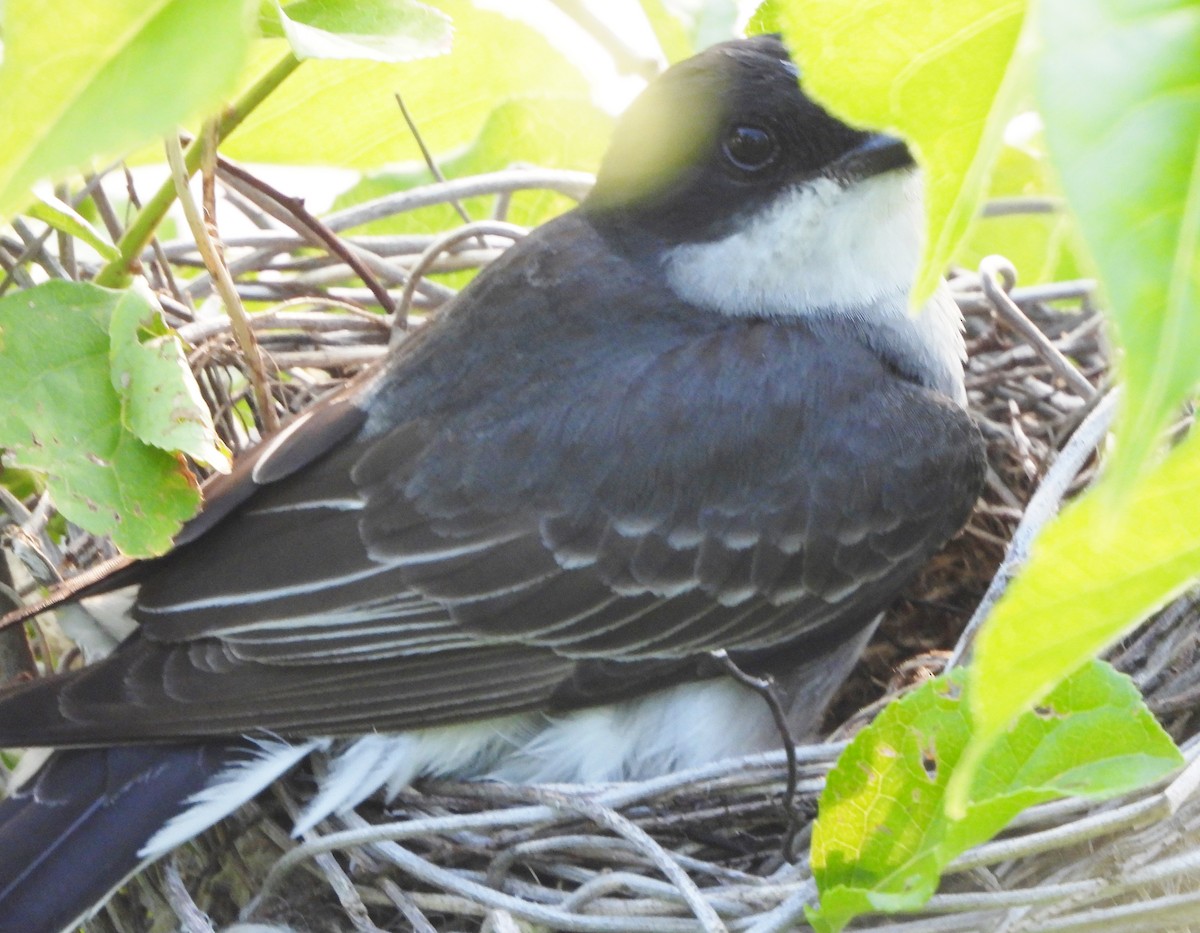 Eastern Kingbird - ML620601609