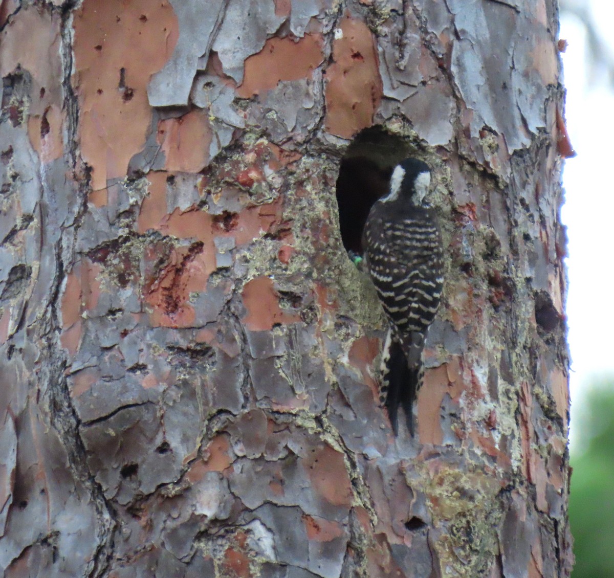 Red-cockaded Woodpecker - ML620601610