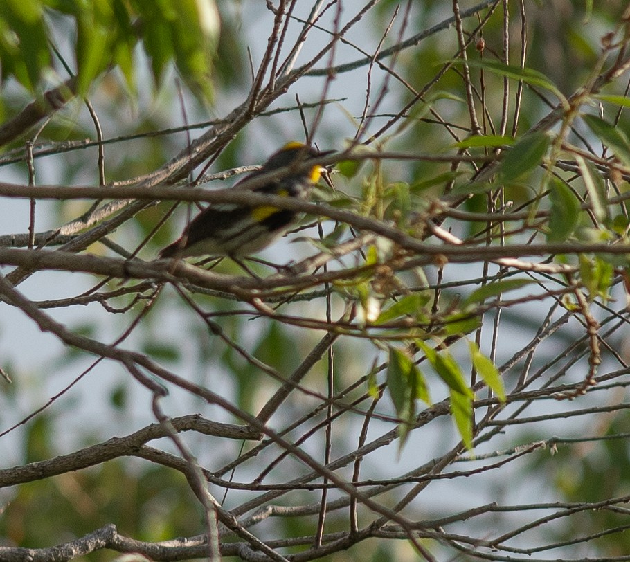 Yellow-rumped Warbler - ML620601611