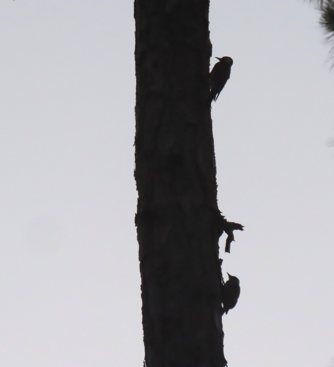 Red-cockaded Woodpecker - ML620601612