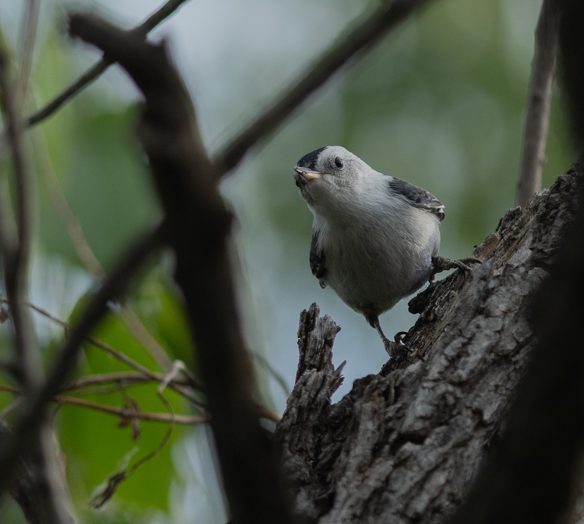 White-breasted Nuthatch - ML620601614