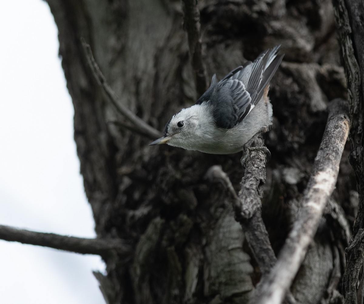White-breasted Nuthatch - ML620601615