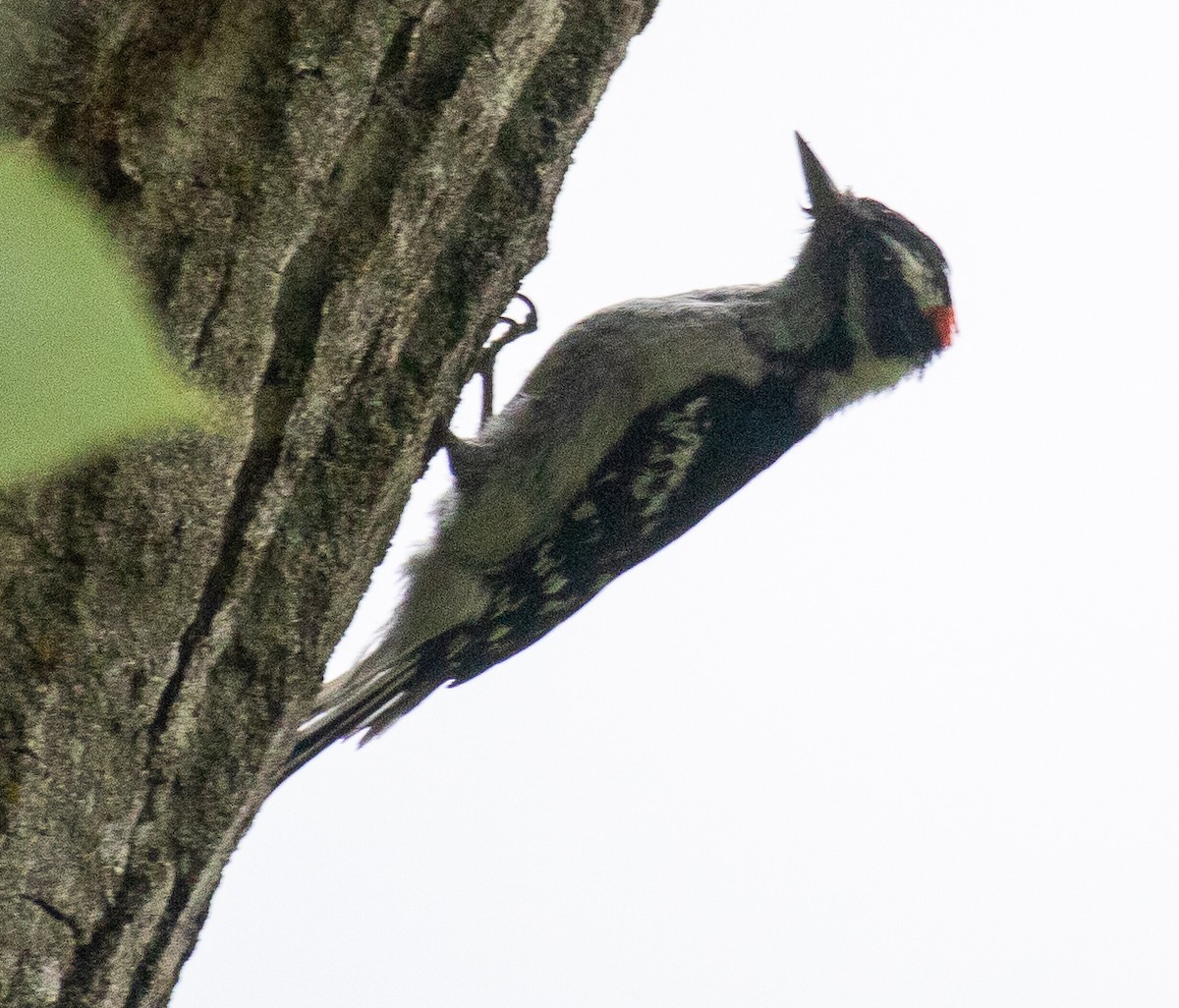 Downy Woodpecker - ML620601616