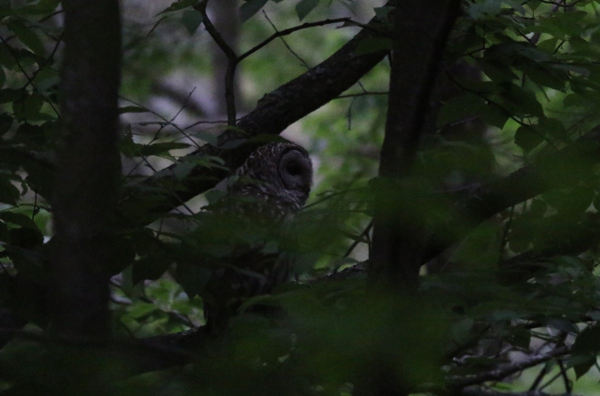 Barred Owl - ML620601619