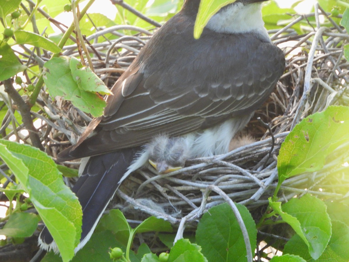 Eastern Kingbird - ML620601620