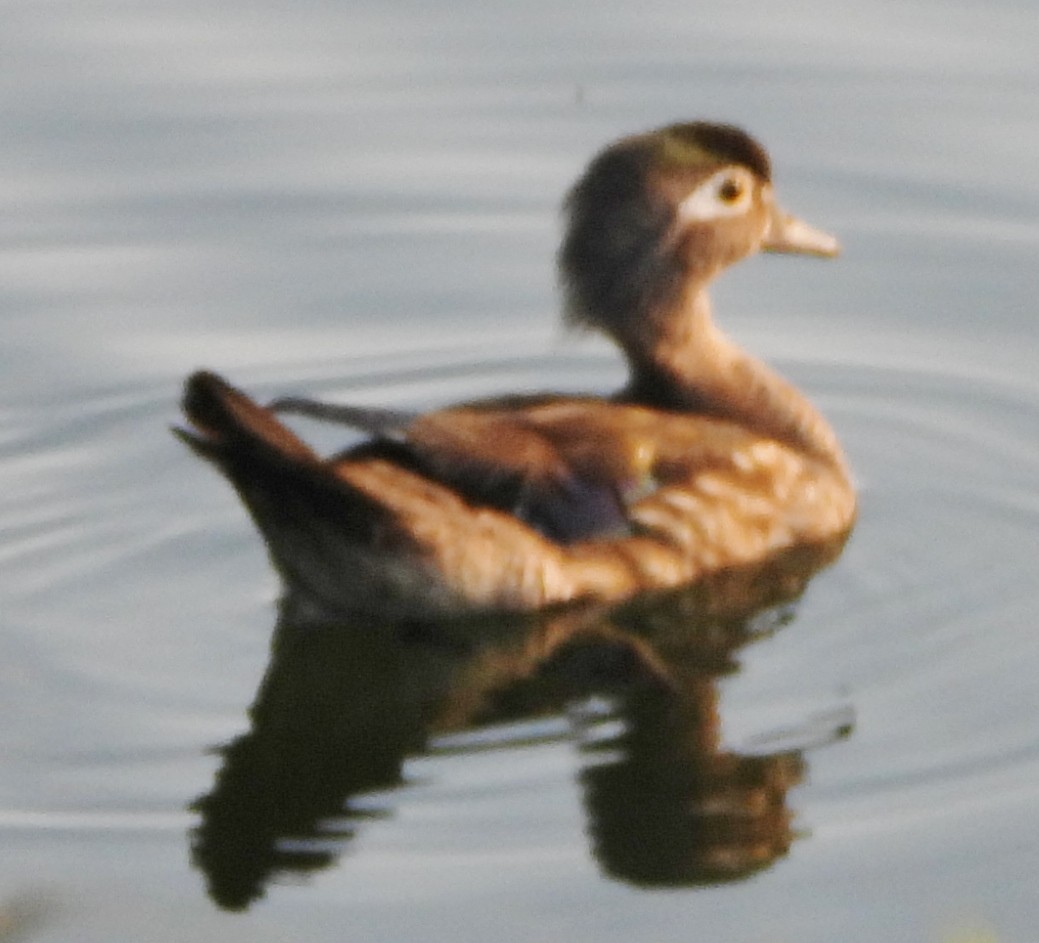 Wood Duck - ML620601627