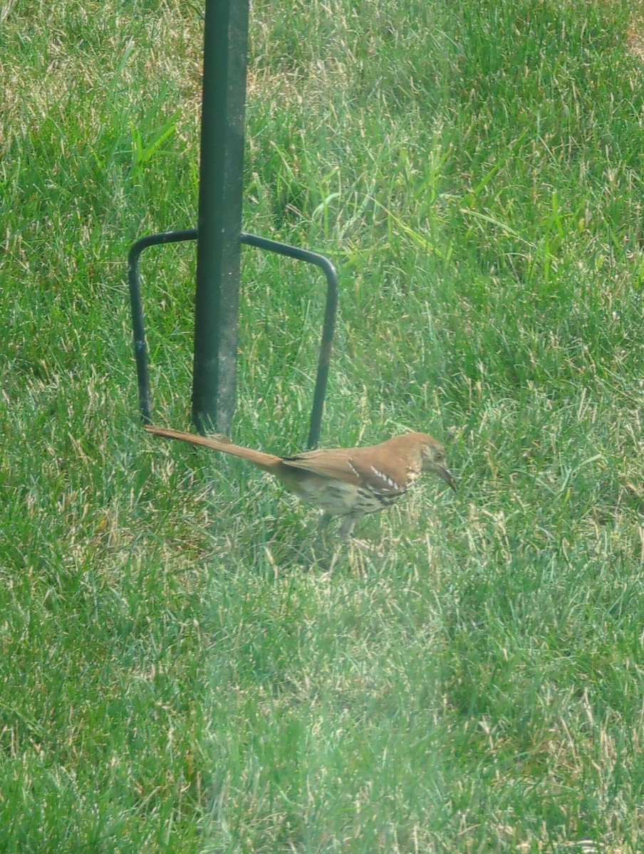 Brown Thrasher - Richard Eid