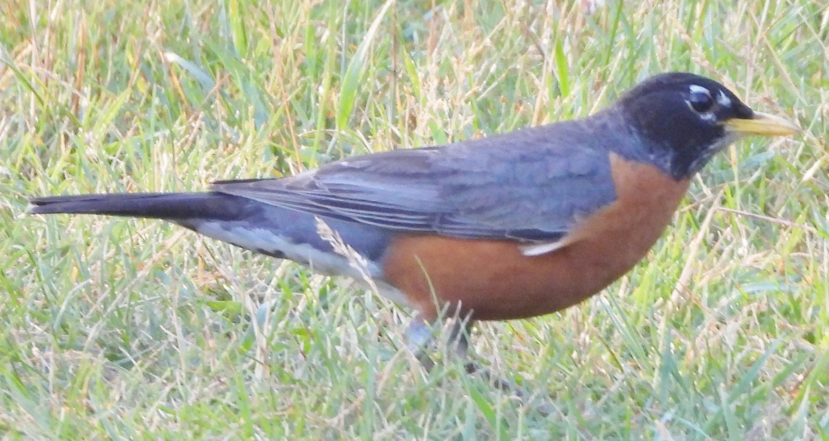 American Robin - ML620601632