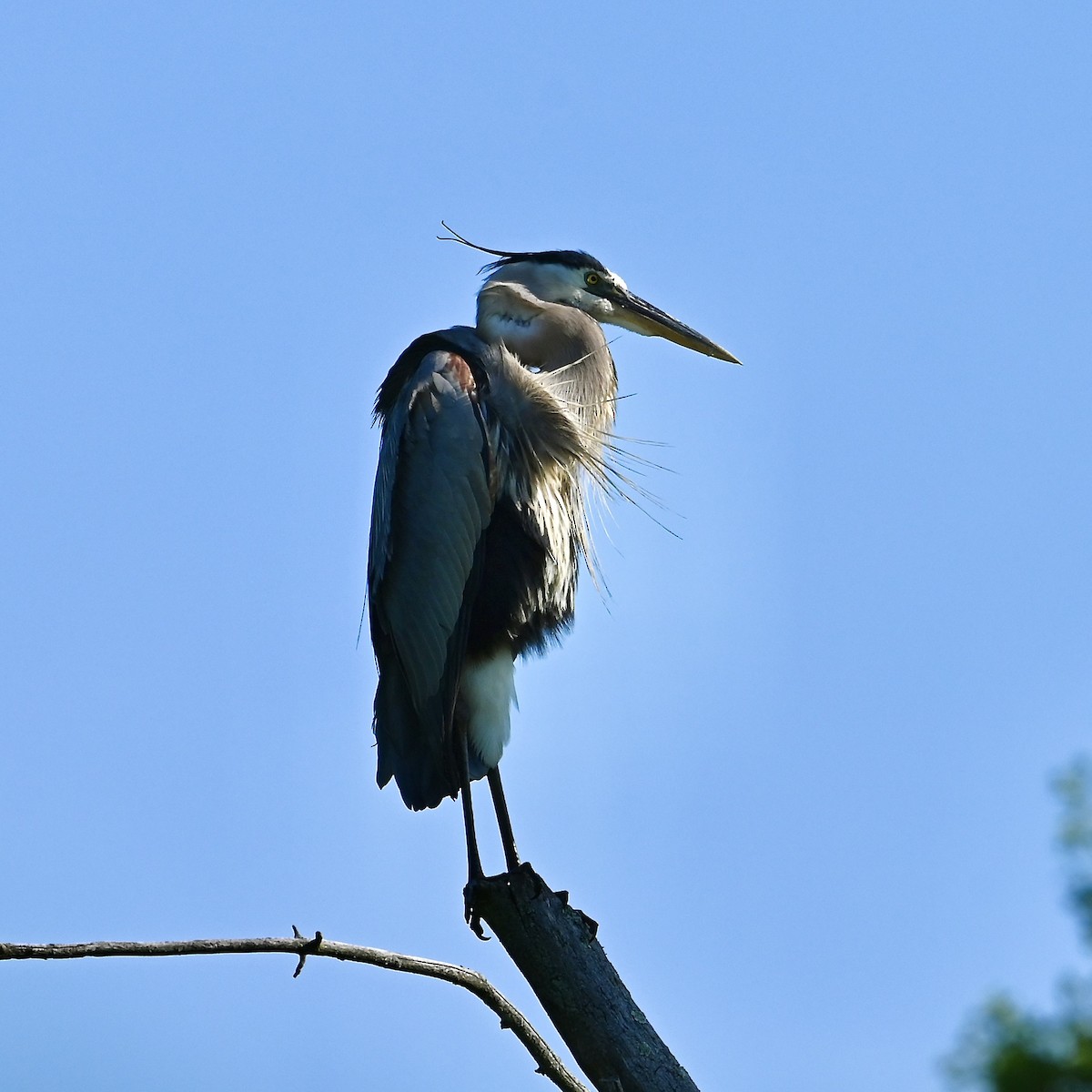 Great Blue Heron - ML620601634