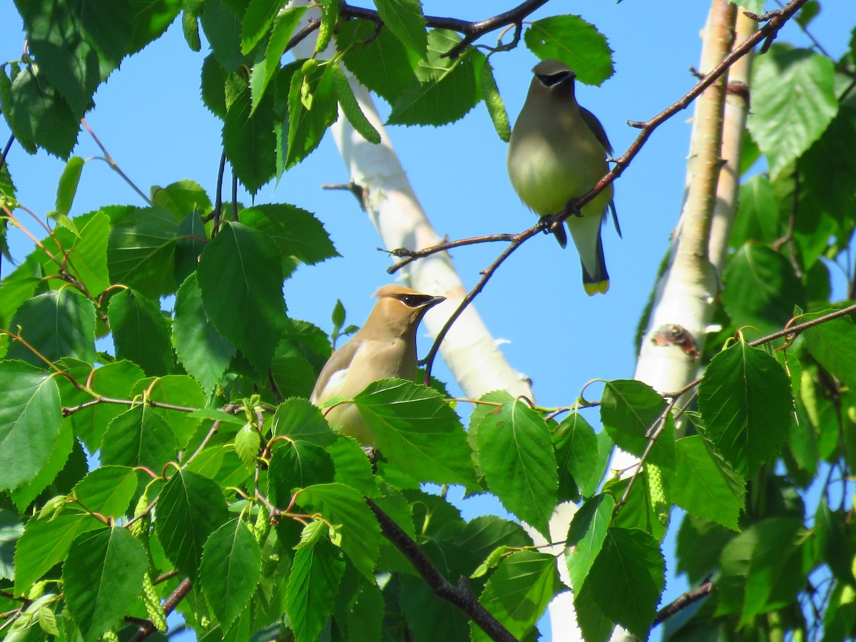 Cedar Waxwing - ML620601640