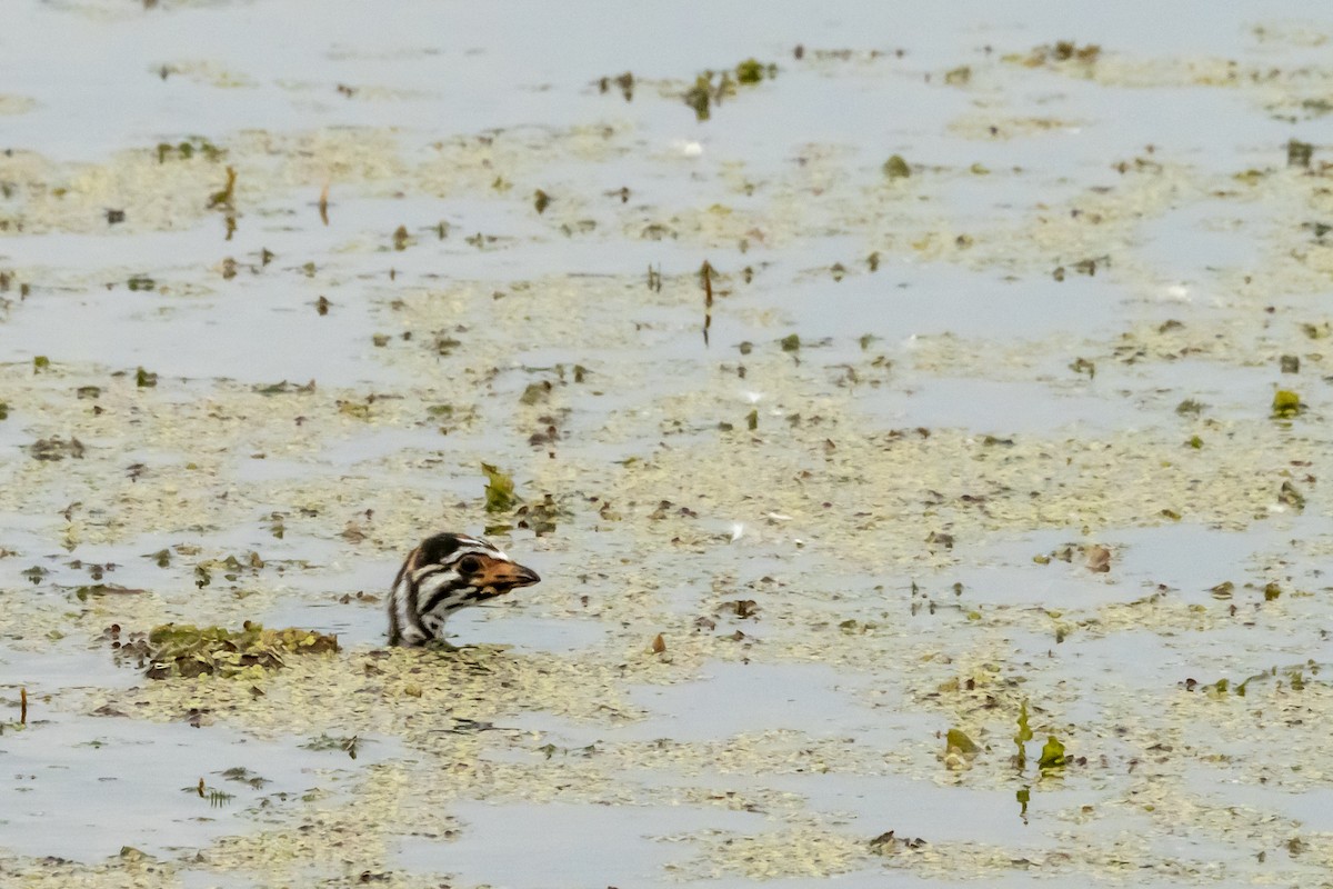 Pied-billed Grebe - ML620601650