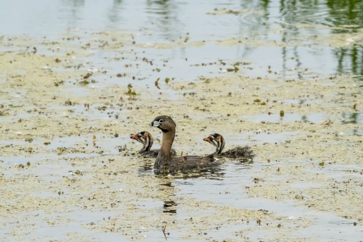 Pied-billed Grebe - ML620601651