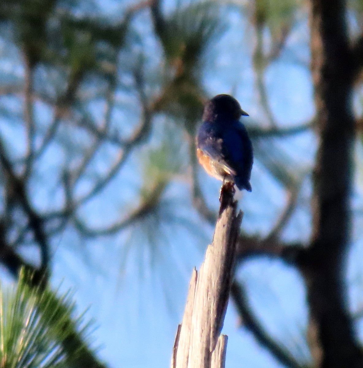 Eastern Bluebird - ML620601653