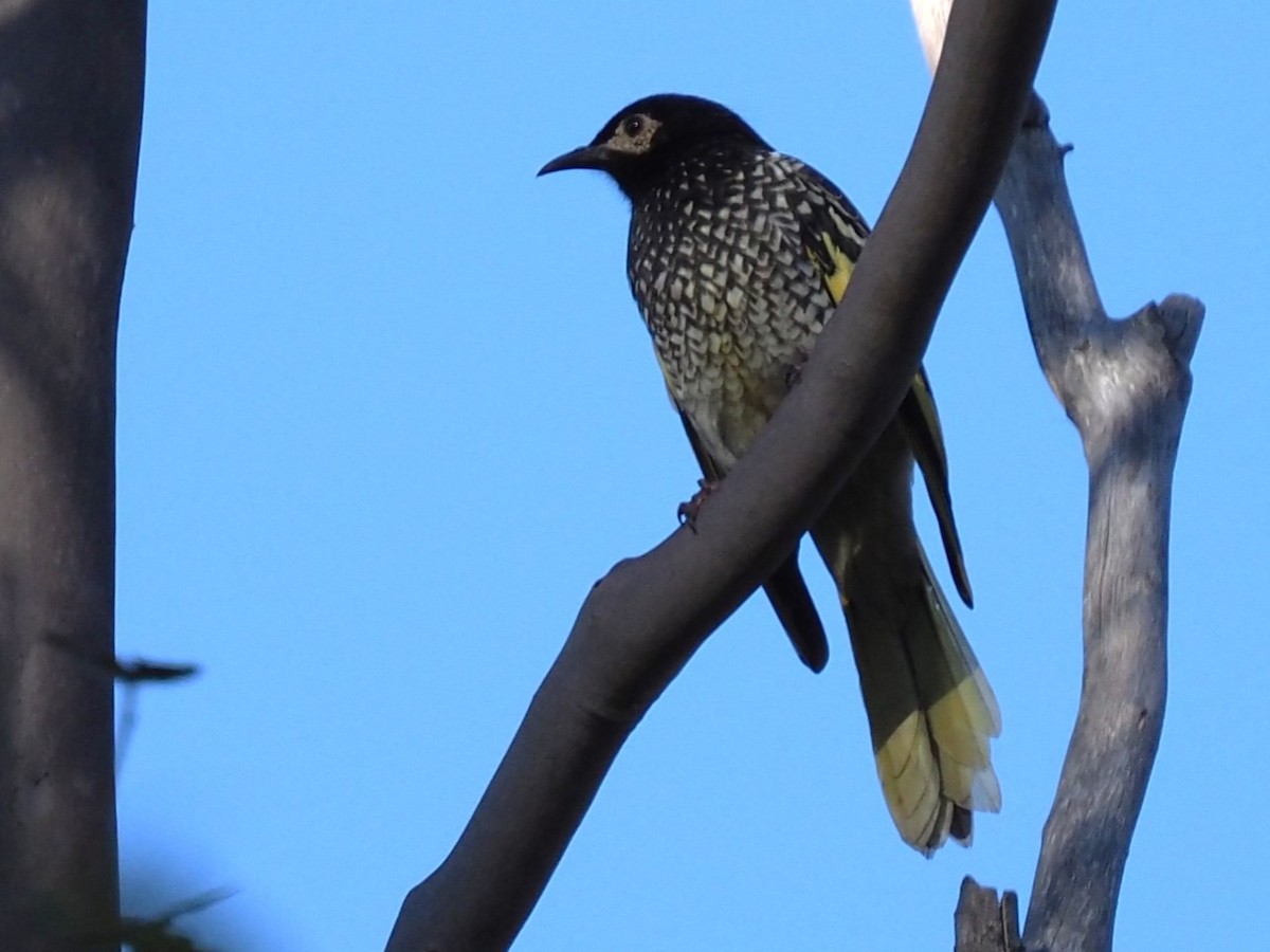 Regent Honeyeater - ML620601654