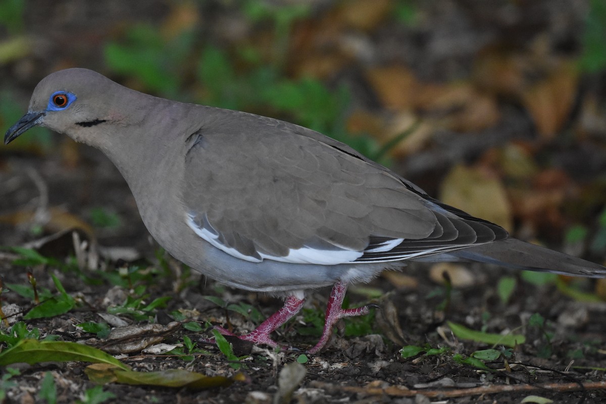 White-winged Dove - Jerry Davis